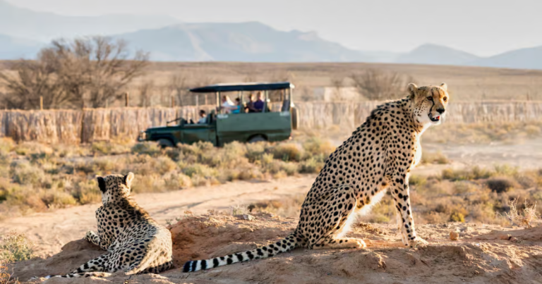 Best Safari Destinations in Africa
