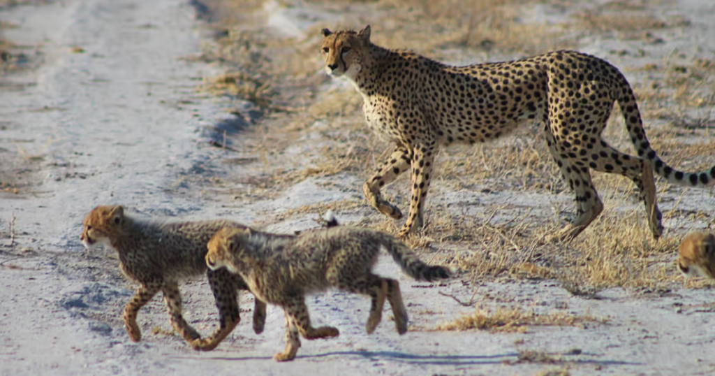 cheetah and cups in Central Kalahari Game Reserve