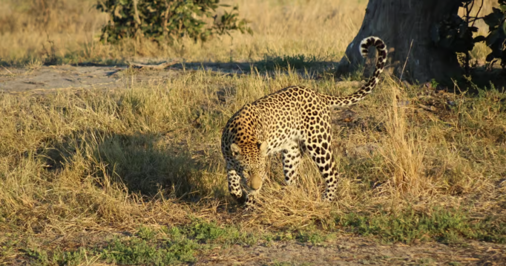 leopard in Moremi Game Reserve