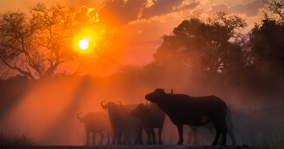 Buffalo herd at sunset in Kruger National Park - Kruger Safari Guide