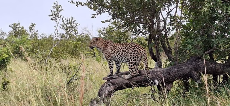 Leopard on a branch in Kruger Ntional Park, South Africa