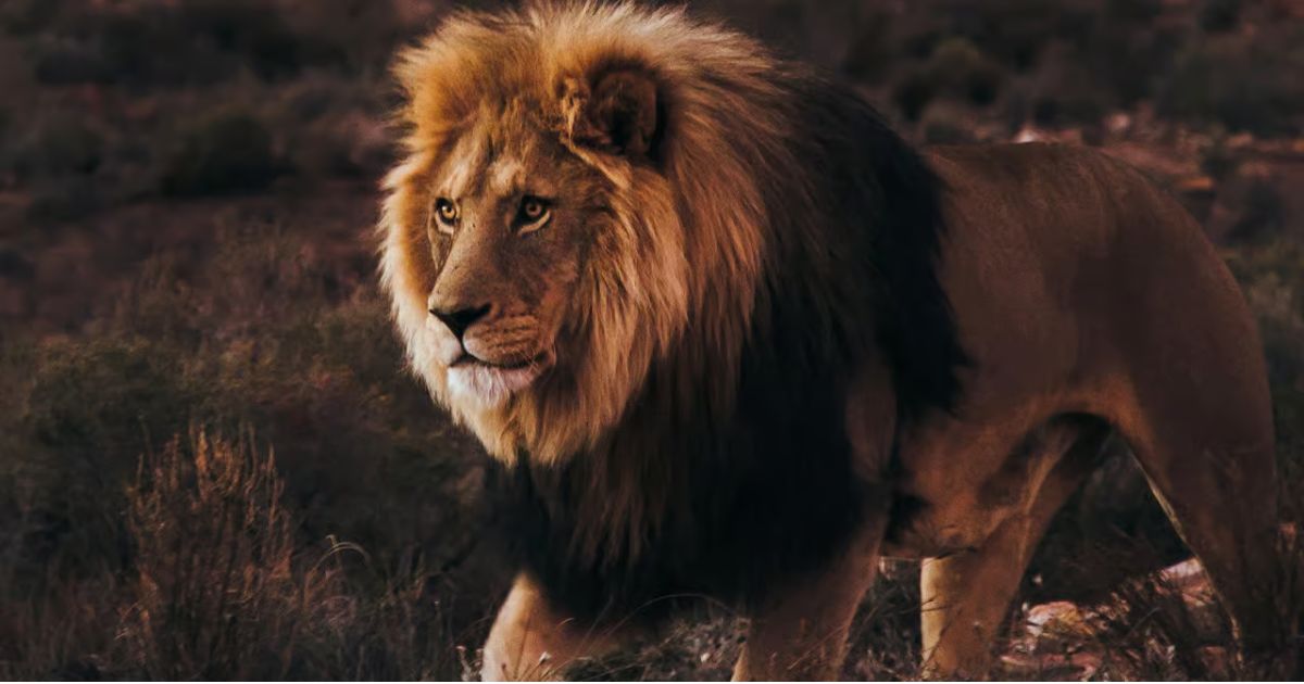 Lion of Aquila Game Reserve